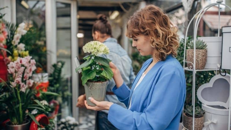The Plant-Crazy Generation: Why Buying Plants Online is Becoming a New Trend? 5