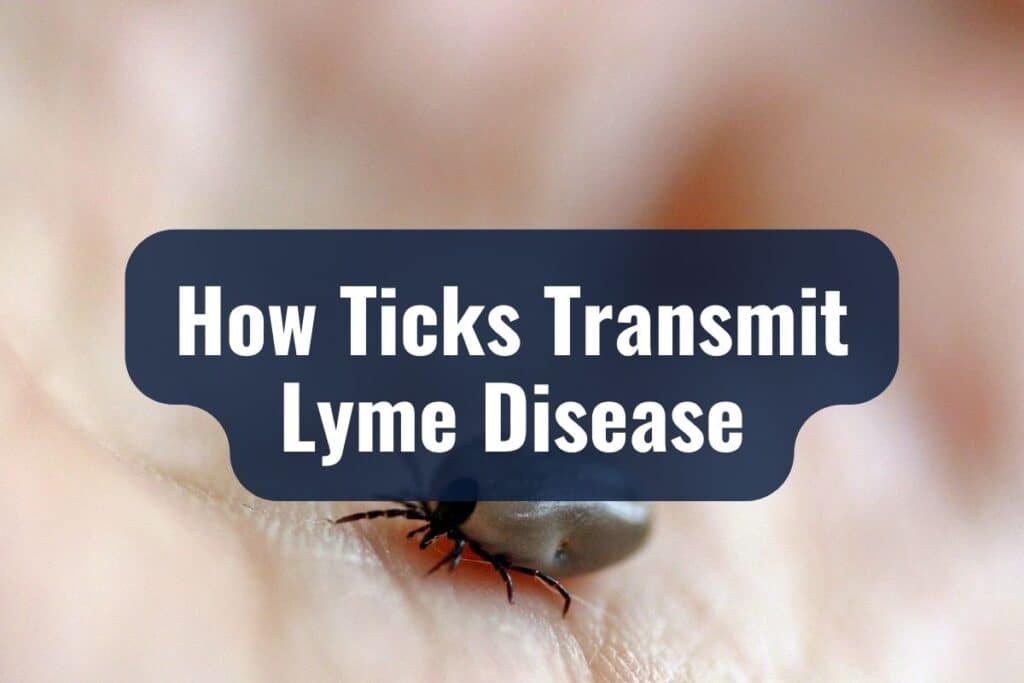 How Ticks Transmit Lyme Disease