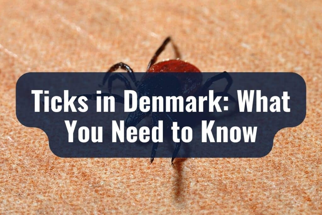 Ticks in Denmark: What You Need to Know